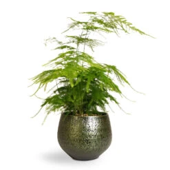 Asparagus Setaceus - Lace Fern -Indoor Plants Store Asparagus setaceus Lace Fern 12x35cm Noor Plant Pot Velvet Green 16x13cm b324b75a 442e 4528 8f46 486a9cfd502a