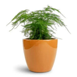 Asparagus Setaceus - Lace Fern -Indoor Plants Store Asparagus setaceus Lace Fern 12x35cm Sven Plant Pot Mandarin 16x13cm