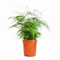 Asparagus Setaceus - Lace Fern -Indoor Plants Store Asparagus setaceus Lace Fern 21x50cm