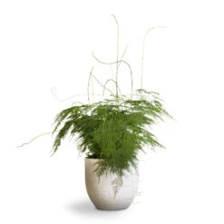 Asparagus Setaceus - Lace Fern -Indoor Plants Store Asparagus setaceus Lace Fern 21x50cm Cas Plant Pot Cool Grey 25x23cm