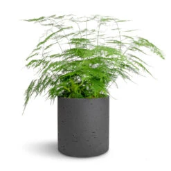 Puk Plant Pot - Black Washed 20 Puk Plant Pot - Black Washed -Indoor Plants Store Asparagus setaceus Lace Fern 21x50cm Puk Plant Pot Black Washed 25x25cm 0e735bee 66dd 42bb 8f1c dc8b60022cb3