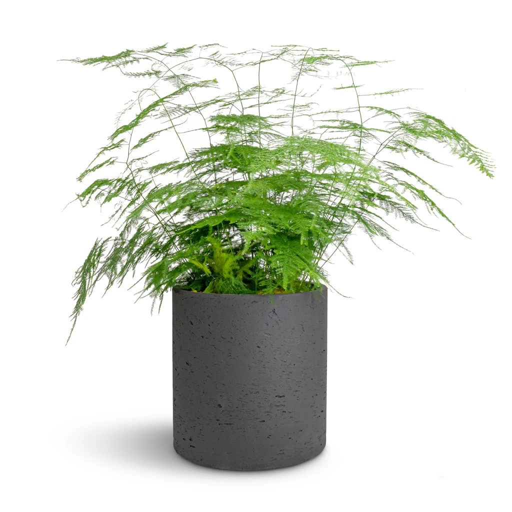 Puk Plant Pot - Black Washed 9 Puk Plant Pot - Black Washed - Image 7