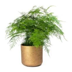 Asparagus Setaceus - Lace Fern -Indoor Plants Store Asparagus setaceus Lace Fern Charlie Metallic Copper Plant Pot