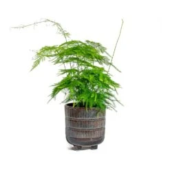 Asparagus Setaceus - Lace Fern -Indoor Plants Store Asparagus setaceus Lace Fern Denise Plant Pot Blue Bronze