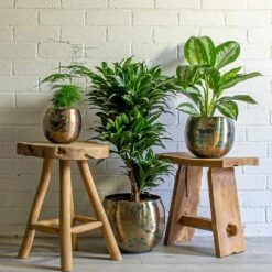 Kian Metal Plant Pots - Set Of 3 - Large - Sky Burn -Indoor Plants Store Asparagus setaceus Lace Fern Dracaena fragrans Compacta Branched Aglaonema Diamond Bay Chinese Evergreen Kian Metal Plant Pots Set of 3 large Sky Burn