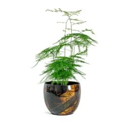 Asparagus Setaceus - Lace Fern -Indoor Plants Store Asparagus setaceus Lace Fern Vive Metal Plant Pots Set of 3 Lava