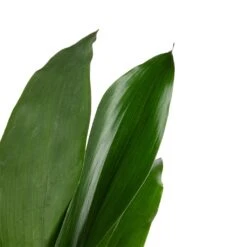 Aspidistra - Cast Iron Plant 30 Aspidistra - Cast Iron Plant -Indoor Plants Store Aspidistra Cast Iron Plant 13x50cm 3