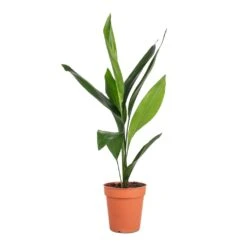 Aspidistra - Cast Iron Plant 24 Aspidistra - Cast Iron Plant -Indoor Plants Store Aspidistra Cast Iron Plant 13x50cm 4
