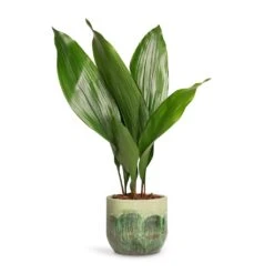 Moon Plant Pot - Jungle 26 Moon Plant Pot - Jungle -Indoor Plants Store Aspidistra Cast Iron Plant 13x50cm Moon Plant Pot Jungle 15x13cm