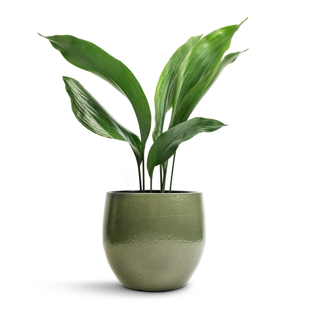 Aspidistra - Cast Iron Plant 9 Aspidistra - Cast Iron Plant - Image 7