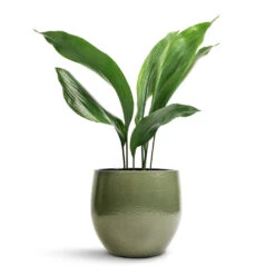 Zembla Plant Pot - Green -Indoor Plants Store Aspidistra Cast Iron Plant 13x50cm Zembla Plant Pot Green 18x16cm 438fa13c bb40 491d 93ba a5233b4aa1a4