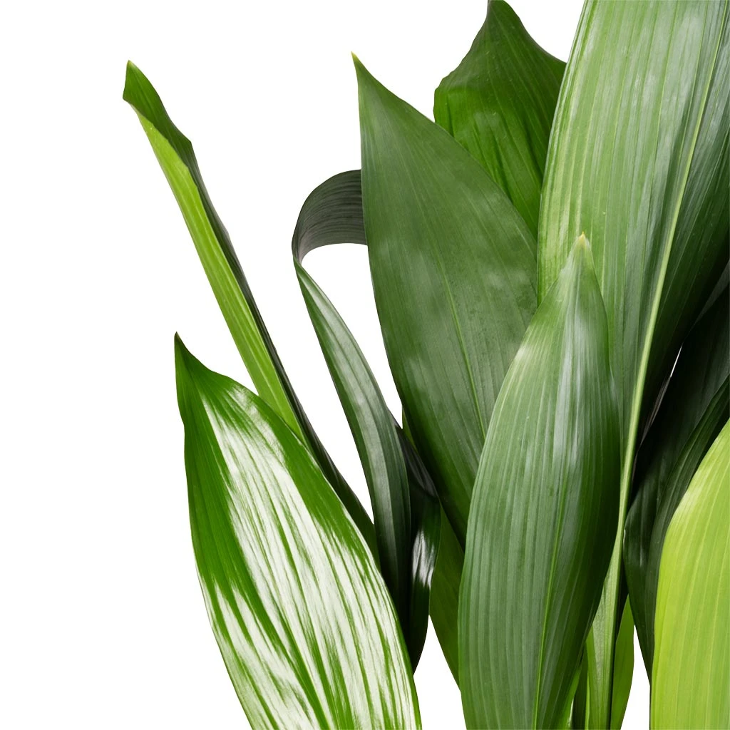 Aspidistra - Cast Iron Plant 4 Aspidistra - Cast Iron Plant - Image 2