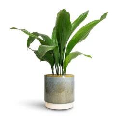 Aspidistra - Cast Iron Plant 25 Aspidistra - Cast Iron Plant -Indoor Plants Store Aspidistra Cast Iron Plant 15x60cm Copenhagen Plant Pot Aqua 18.5x19.5cm 0d03bc16 f67a 428a b26a 34b55acbc131