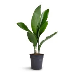 Aspidistra - Cast Iron Plant 26 Aspidistra - Cast Iron Plant -Indoor Plants Store Aspidistra Cast Iron Plant 15x60cm 99aef96f a9bd 424d 852b 74f9dbbdc04a