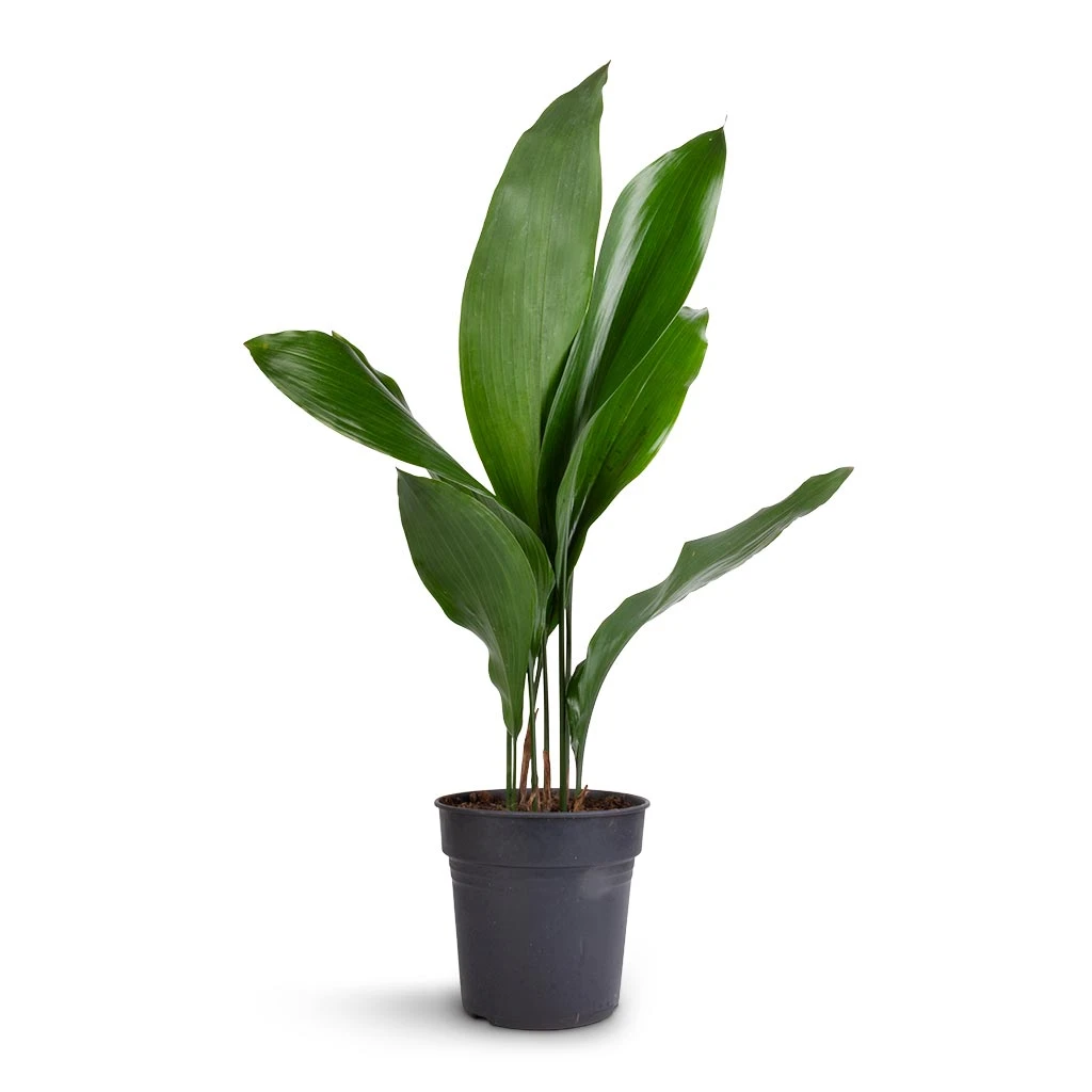 Aspidistra - Cast Iron Plant 7 Aspidistra - Cast Iron Plant - Image 5