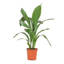 Aspidistra - Cast Iron Plant 32 Aspidistra - Cast Iron Plant -Indoor Plants Store Aspidistra Cast Iron Plant 17x70cm
