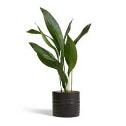 Hadleigh Plant Pot - Charcoal -Indoor Plants Store Aspidistra Cast Iron Plant 17x70cm Hadleigh Plant Pot Charcoal 20x17.5cm 4b0a8f08 6716 4a5f 9c8f 049328a1ff68