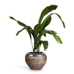 Aspidistra - Cast Iron Plant 33 Aspidistra - Cast Iron Plant -Indoor Plants Store Aspidistra Cast Iron Plant 17x80cm Luxe Lite Layer Globe Planter Bronze 28x20cm de5057ff 148b 4c39 9039 d945d87d5572
