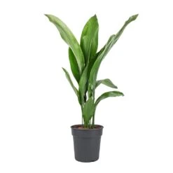 Aspidistra - Cast Iron Plant 29 Aspidistra - Cast Iron Plant -Indoor Plants Store Aspidistra Cast Iron Plant 19x80cm