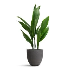 Aspidistra - Cast Iron Plant 37 Aspidistra - Cast Iron Plant -Indoor Plants Store Aspidistra Cast Iron Plant 19x80cm Mini Jesslyn Plant Pot Black Washed 25x21cm