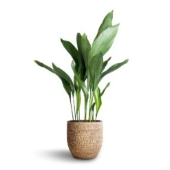 Aspidistra - Cast Iron Plant 40 Aspidistra - Cast Iron Plant -Indoor Plants Store Aspidistra Cast Iron Plant 21x90cm Cas Plant Pot Sahara 25x23cm b9a980d0 8ab9 4868 a962 8d07c25c75fe
