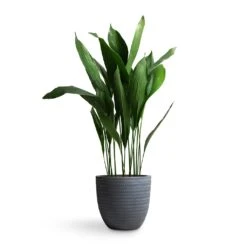 Angle Couple Plant Pot - Grey -Indoor Plants Store Aspidistra Cast Iron Plant 24x110cm Angle Couple Plant Pot Grey 30x28cm