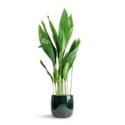 Babet Plant Pot - Pine -Indoor Plants Store Aspidistra Cast Iron Plant 24x110cm Babet Plant Pot Pine 27x23cm 7e7a82c5 86b2 41b4 ad1b 469fe876de35