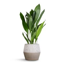 Harley Plant Pot - Ridged White Stripe 15 Harley Plant Pot - Ridged White Stripe -Indoor Plants Store Aspidistra Cast Iron Plant 24x110cm Harley Cement Stone Plant Pot Granite Grey 37x34cm