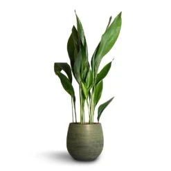 Lydia Plant Pot - Shiny Green 26 Lydia Plant Pot - Shiny Green -Indoor Plants Store Aspidistra Cast Iron Plant 24x110cm Lydia Plant Pot Shiny Green 31x28cm