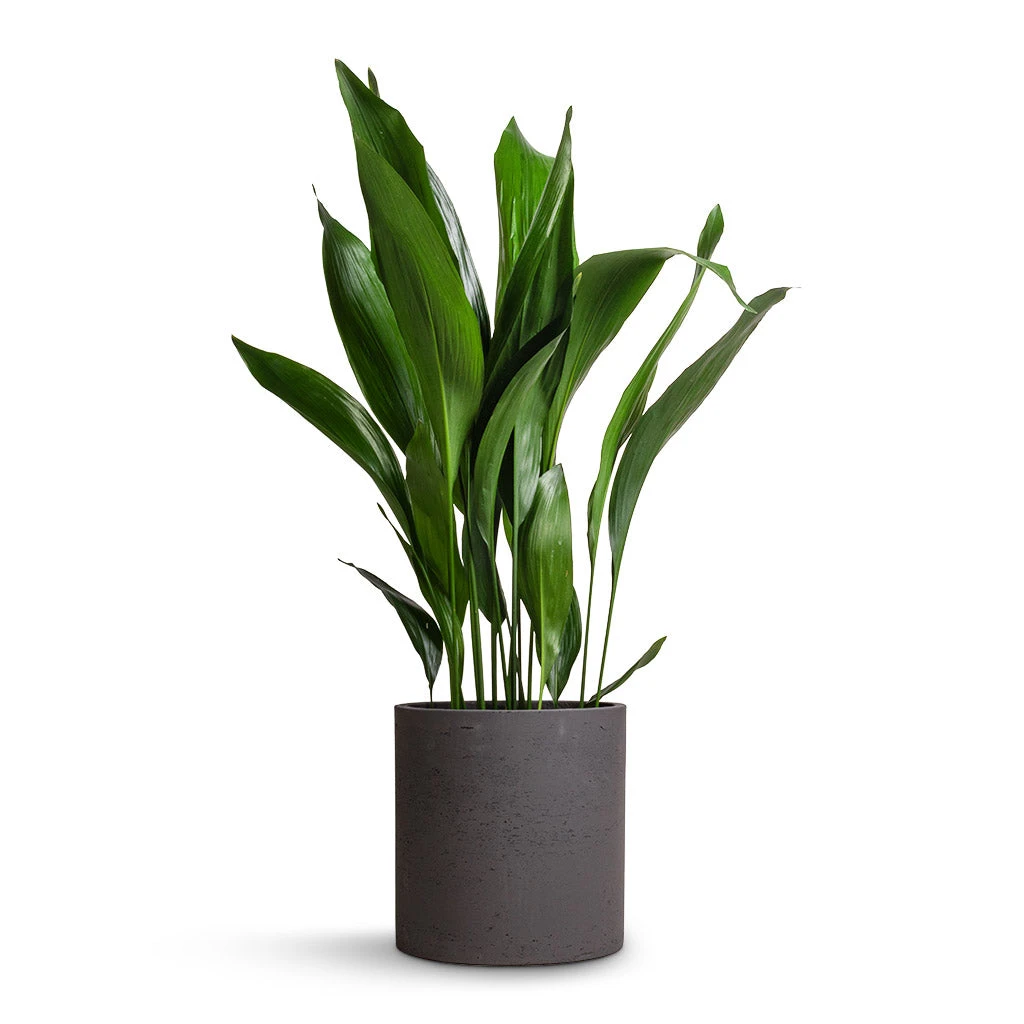 Max Plant Pot - Black Washed 4 Max Plant Pot - Black Washed - Image 2