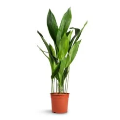 Aspidistra - Cast Iron Plant 36 Aspidistra - Cast Iron Plant -Indoor Plants Store Aspidistra Cast Iron Plant 24x110cm xl