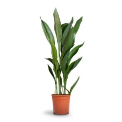 Aspidistra - Cast Iron Plant 34 Aspidistra - Cast Iron Plant -Indoor Plants Store Aspidistra Cast Iron Plant 24x110cm 12d6a488 4f3c 4a98 adc7 228e66c48a6a