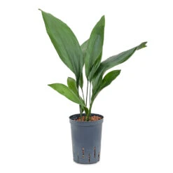 Aspidistra - Cast Iron Plant - HydroCare 14 Aspidistra - Cast Iron Plant - HydroCare -Indoor Plants Store Aspidistra Cast Iron Plant HydroCare 15 19x60cm