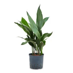 Aspidistra - Cast Iron Plant - HydroCare 13 Aspidistra - Cast Iron Plant - HydroCare -Indoor Plants Store Aspidistra Cast Iron Plant HydroCare 18 19x80cm