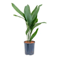Aspidistra - Cast Iron Plant - HydroCare 12 Aspidistra - Cast Iron Plant - HydroCare -Indoor Plants Store Aspidistra Cast Iron Plant HydroCare 22 19x75cm