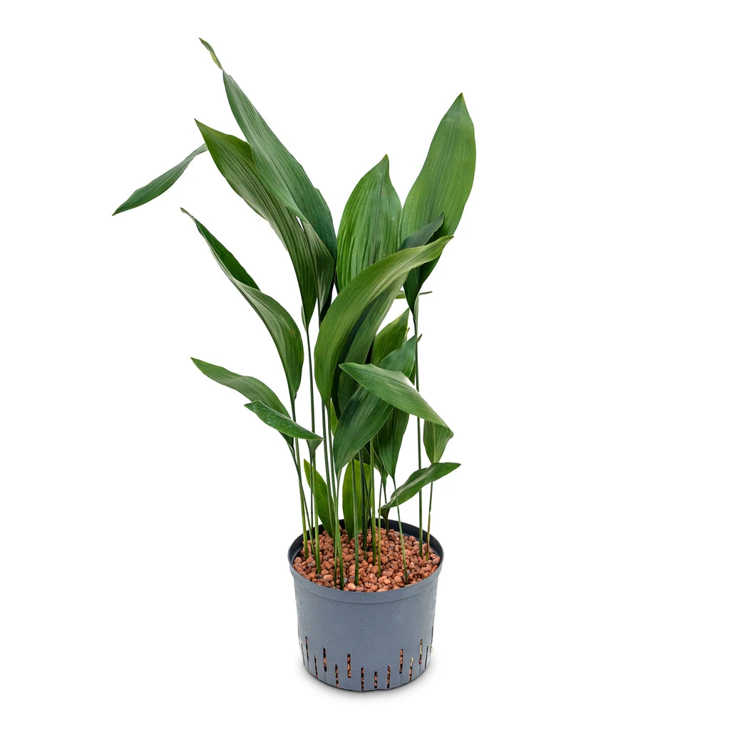 Aspidistra - Cast Iron Plant - HydroCare 5 Aspidistra - Cast Iron Plant - HydroCare - Image 3