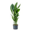 Aspidistra - Cast Iron Plant - HydroCare -Indoor Plants Store Aspidistra Cast Iron Plant HydroCare 25 19x120cm