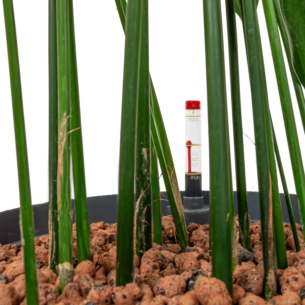 Aspidistra - Cast Iron Plant - HydroCare 4 Aspidistra - Cast Iron Plant - HydroCare - Image 2