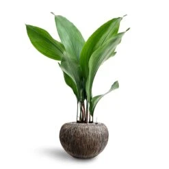 Luxe Lite Waterfall Globe Planter - Bronze -Indoor Plants Store Aspidistra Cast Iron Plant Hydroculture Luxe Lite Waterfall Globe Planter Bronze