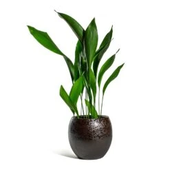 Kae Plant Pot - Mocha -Indoor Plants Store Aspidistra Cast Iron Plant Kae Plant Pot Mocha 3f386780 9c79 4236 9def 4288bc96eaa8
