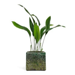 Lava Cube Relic Planter - Jade 28 Lava Cube Relic Planter - Jade -Indoor Plants Store Aspidistra Cast Iron Plant Lava Cube Relic Planter Jade