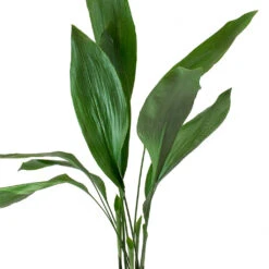 Aspidistra - Cast Iron Plant 27 Aspidistra - Cast Iron Plant -Indoor Plants Store Aspidistra Cast Iron Plant Leaves