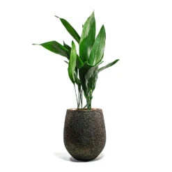 Opus Hit Darcy Planter - Gold 34 Opus Hit Darcy Planter - Gold -Indoor Plants Store Aspidistra Cast Iron Plant Opus Hit Darcy Planter Gold