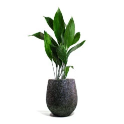 Opus Hit Darcy Planter - Silver 32 Opus Hit Darcy Planter - Silver -Indoor Plants Store Aspidistra Cast Iron Plant Opus Hit Darcy Planter Silver