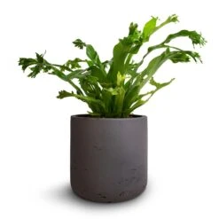 Asplenium Crissie Amy - Bird's Nest Fern -Indoor Plants Store Asplenium Crissie Amy Bird s Nest Fern 12x20cm Charlie Plant Pot Black Washed 15x15cm