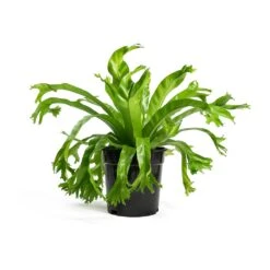 Asplenium Crissie Amy - Bird's Nest Fern -Indoor Plants Store Asplenium Crissie Amy Bird s Nest Fern 17cm