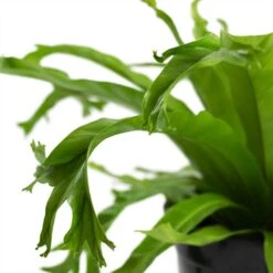 Asplenium Crissie Amy - Bird's Nest Fern -Indoor Plants Store Asplenium Crissie Amy Bird s Nest Fern 17cm Close Up