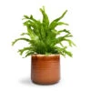 Asplenium Crissie Amy - Bird's Nest Fern -Indoor Plants Store Asplenium Crissie Amy Bird s Nest Fern 17x50cm Jordy Plant Pot Caramel 20x18cm 1