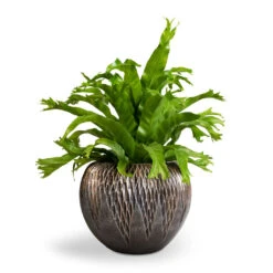 Asplenium Crissie Amy - Bird's Nest Fern -Indoor Plants Store Asplenium Crissie Amy Bird s Nest Fern 17x50cm Luxe Lite Comet Globe Planter Bronze 28x20cm 1