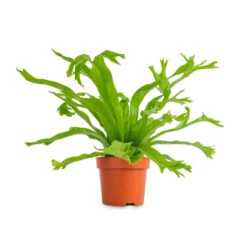 Asplenium Crissie Amy - Bird's Nest Fern -Indoor Plants Store Asplenium Crissie Amy Birds Nest Fern 12x20cm